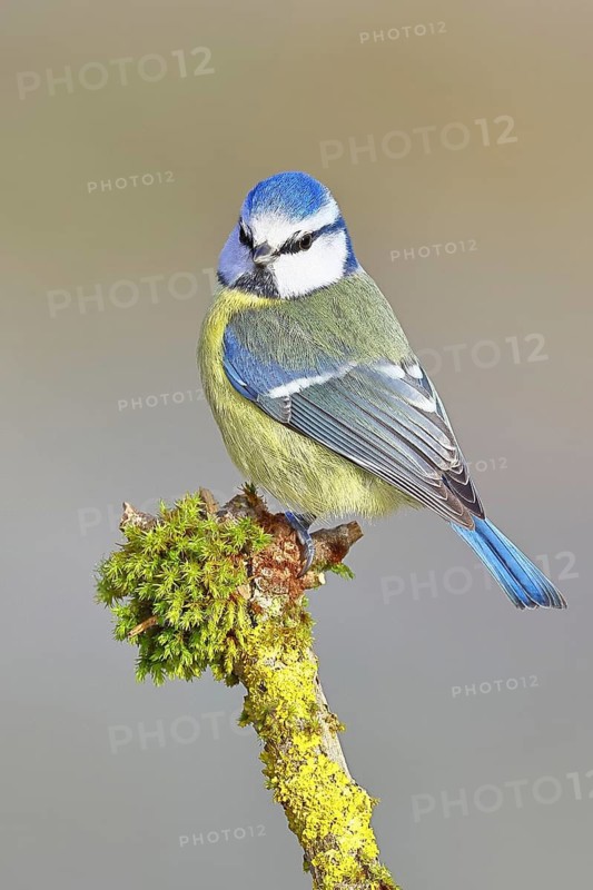 Blue tit (Parus caeruleus), sitting on a branch covered with moss, Wilnsdorf, North Rhine-Westphalia, Germany