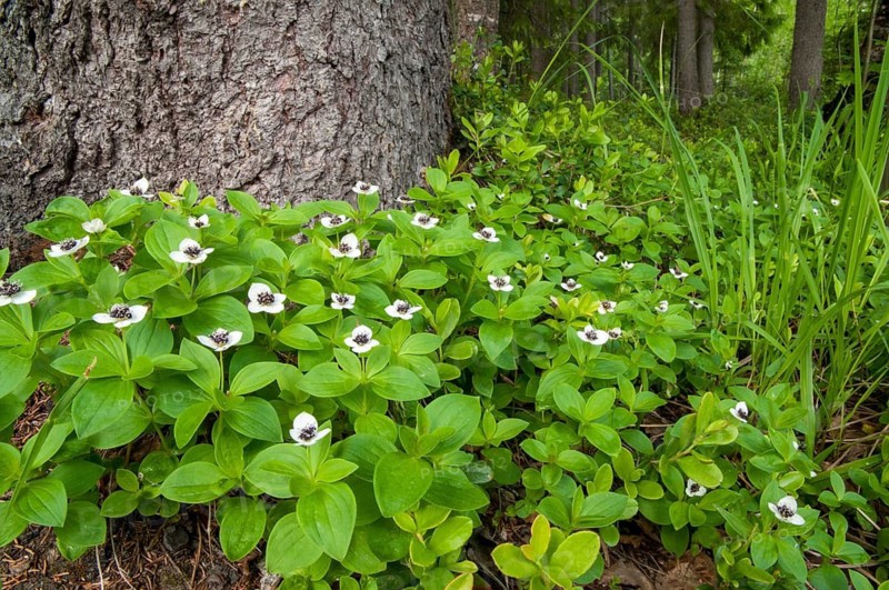 Cornaceae, Cornus suecica, Finland, dogwood, dogwood, Swedish dogwood, bunchberry, dwarf cornel, flora, plants, plants