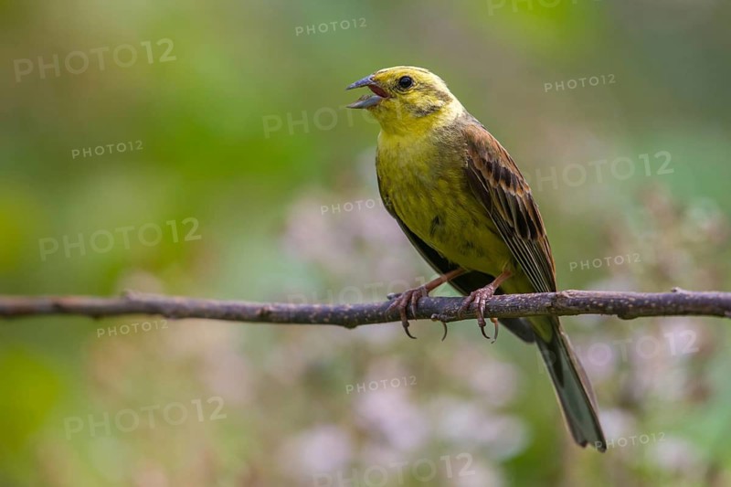 Emberiza citrinella, goldammer, yellowhammer, birds, male, passeri, songbirds, birds