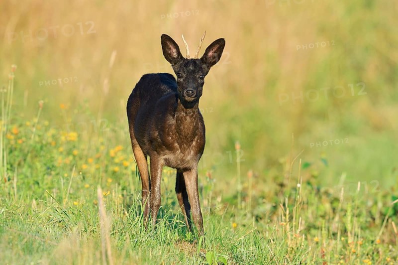 European roe deer (Capreolus capreolus), black roebuck, Lower Saxony, Germany