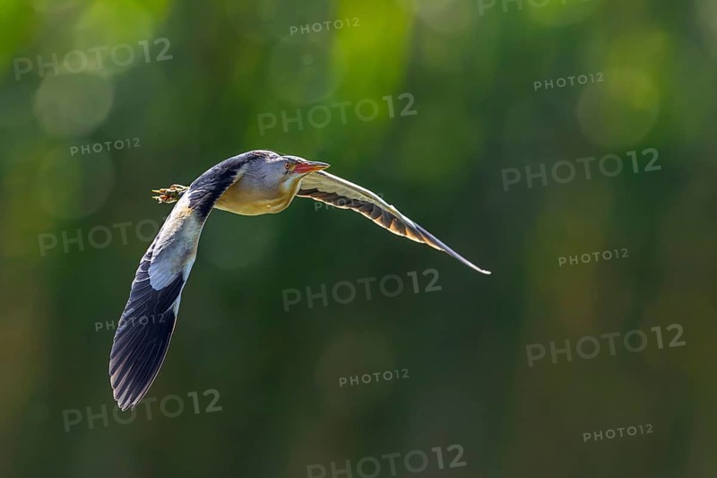 Common little bittern (Botaurus minutus, Ixobrychus minutus) male flying over reed bed, reedbed in wetland in spring
