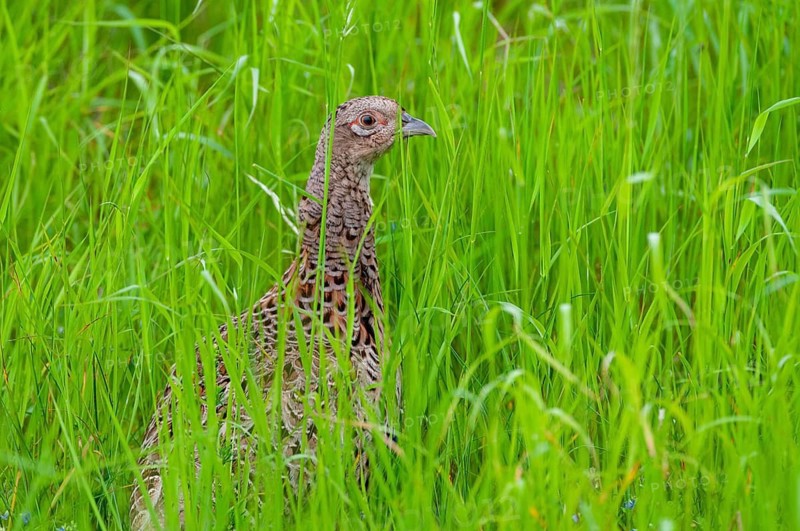 Pheasant, hunting pheasant, phasianus colchicus, pheasant, Sweden, birds, chickens, female, galliformes, smooth-footed chickens, chicken birds, phasianidae, Sweden, birds, female, Öland