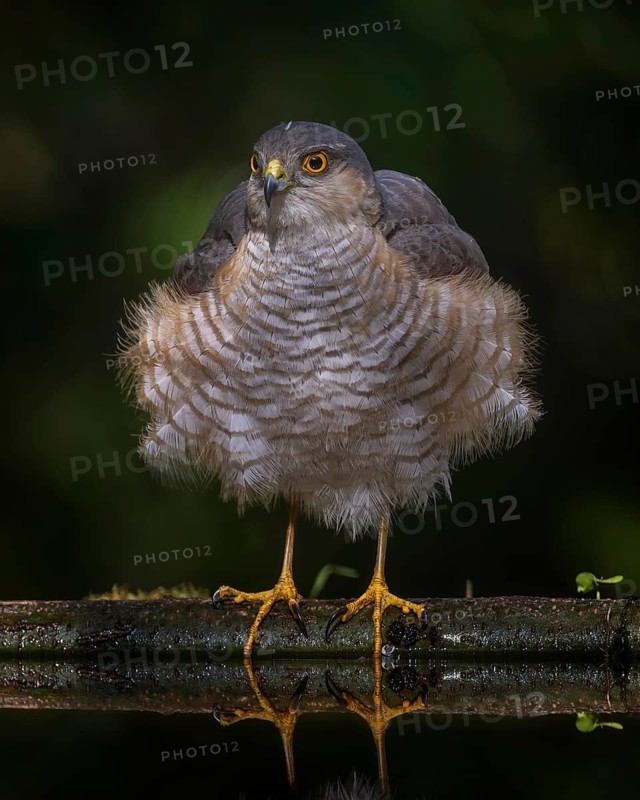 Eurasian sparrowhawk (Accipiter nisus) – a bird of prey of the Accipitridae family, a male bathing and drinking, summer, drinking trough, watering hole, thirst, Kiskunság National Park, Hungary