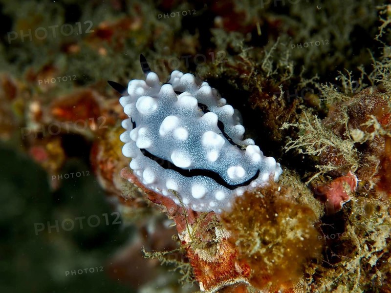 A white, speckled sea snail with black markings, Rudman's Phyllidiella (Phyllidiella rudmani), on a reef at the Twin Reef dive site, Penyapangan, Bali, Indonesia