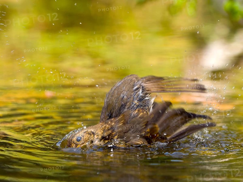 Robin (Erithacus rubecula), a young bird taking a long bath in shallow water, Hesse, Germany