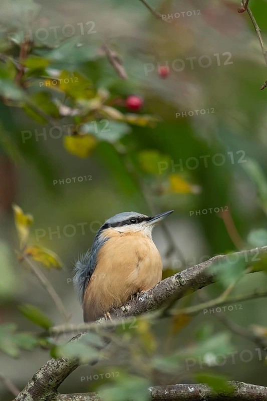 Eurasian nuthatch (Sitta europaea) adult bird on a tree branch in a woodland, England, United Kingdom