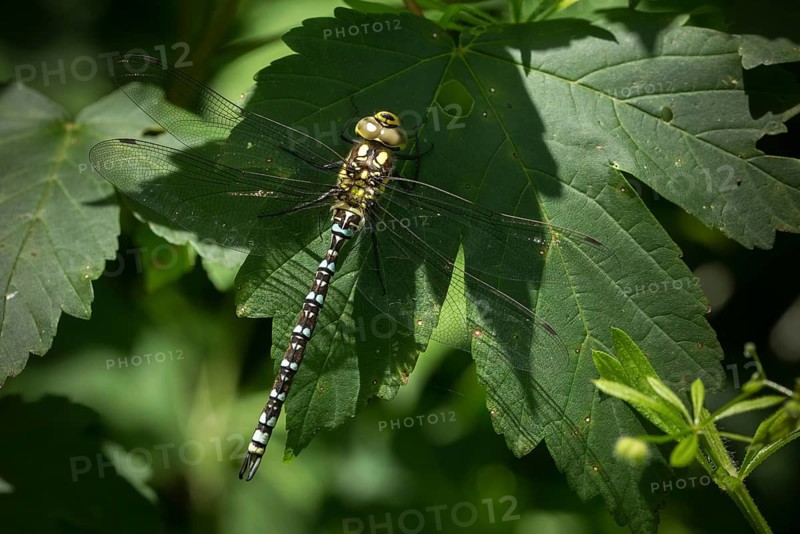 Aeshna cyanea, blue-green mosaic maiden, southern hawker, anisoptera, damselflies, dragonflies, insects, dragonflies, odonata