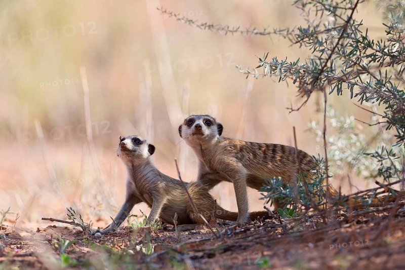 Meerkats (Suricata suricatta), adult and young suricate, in the shade, sitting on all fours, on the lookout, alert, Kgalagadi Transfrontier Park, Northern Cape, South Africa