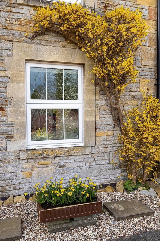 Window, Cotswold Stone, Garden Forsythia, Bretforton, The Cotswolds, England, Great Britain
