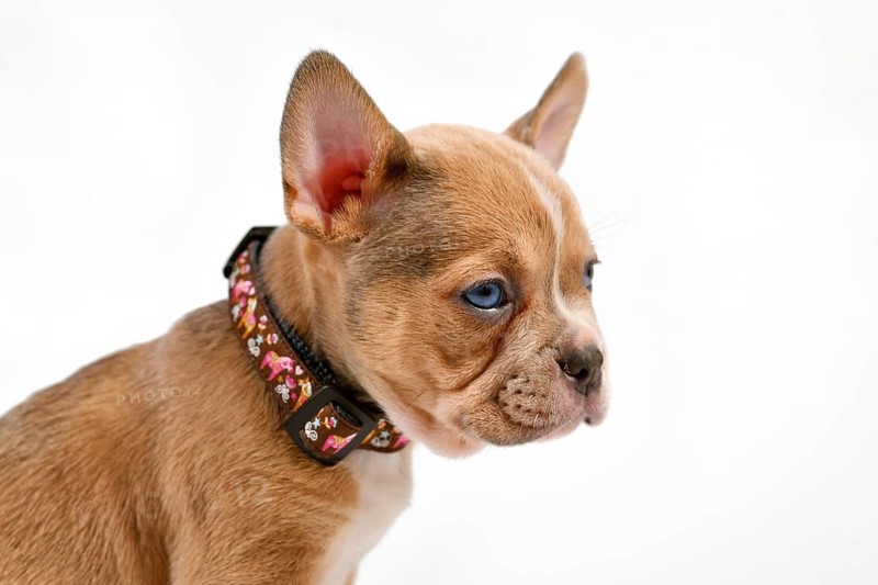 Cute red pied French bulldog dog puppy on white background