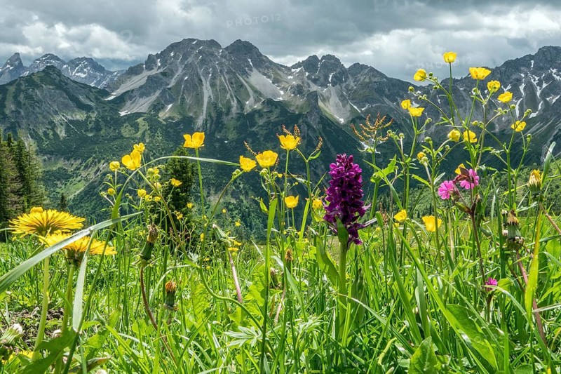 Meadow with wildflowers, Fellhorn, mountains of the Allgäu Alps behind, Oberstdorf, Oberallgäu, Allgäu, Bavaria, Germany