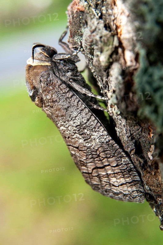 Cossus Cossus, Goat Moth, Sweden, willow borer, butterfly, high size, portrait, insects, moths, moths, butterfly, Sweden