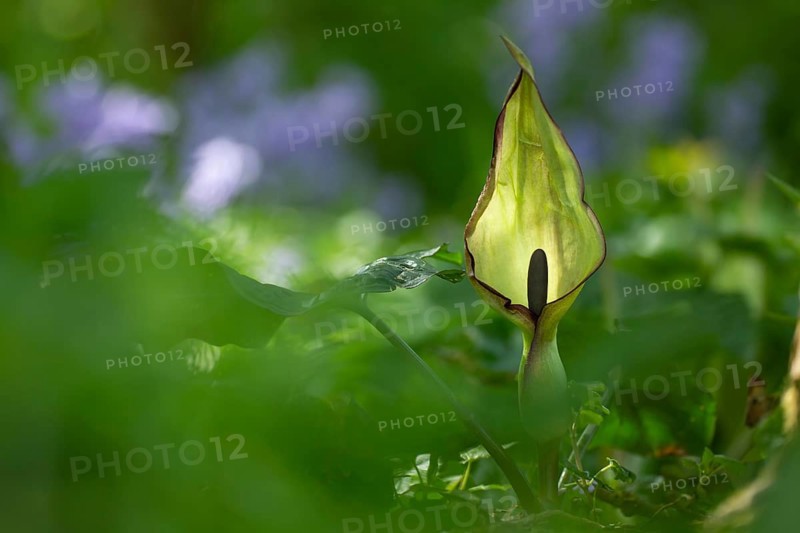 Lord-and-ladies (Arum alpinum) single flower spike in woodland, Suffolk, England, United Kingdom