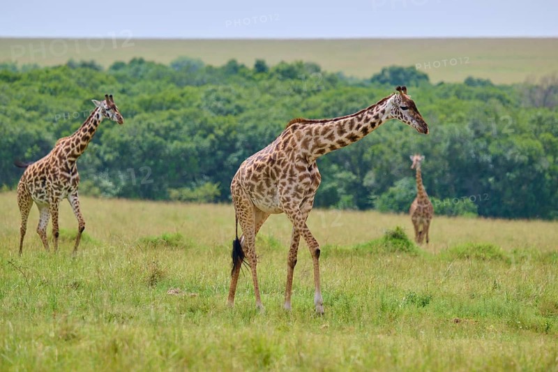 Several giraffes are wandering through a vast grassland under a clear sky, Masai giraffe (Giraffa camelopardalis), Masai Mara National Reserve, Narok County, Kenya