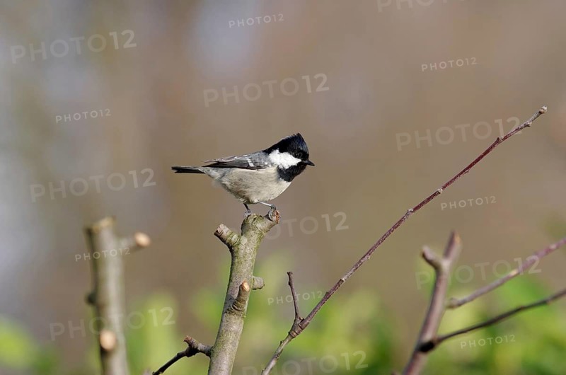 Fir tit (Periparus ater), Songbird, Plumage, Winter, The bird is sitting on a bare tree