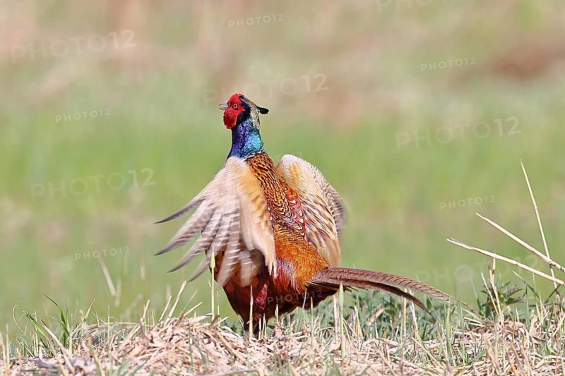 Pheasant, common pheasant (Phasianus colchicus), adult male bird uttering a courtship call in a meadow, marking its territory, wildlife, Lembruch, Ochsen Moor, Dümmer nature park Park, Lower Saxony, Germany