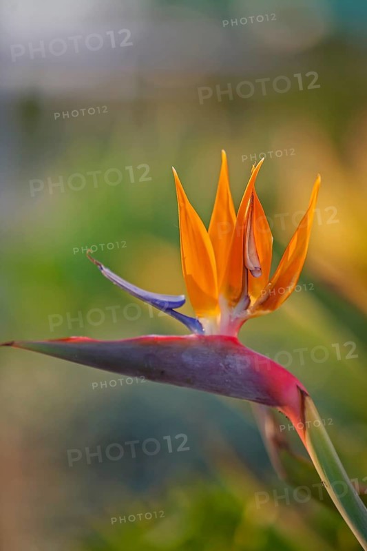 Bird-of-paradise flower (Strelitzia reginae), Cyprus