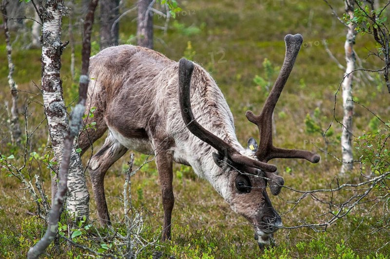 Artiodactyla, even-toed ungulate, Finland, cloven-hoofed, rangifer tarandus, reindeer, reindeer, mammals, mammals