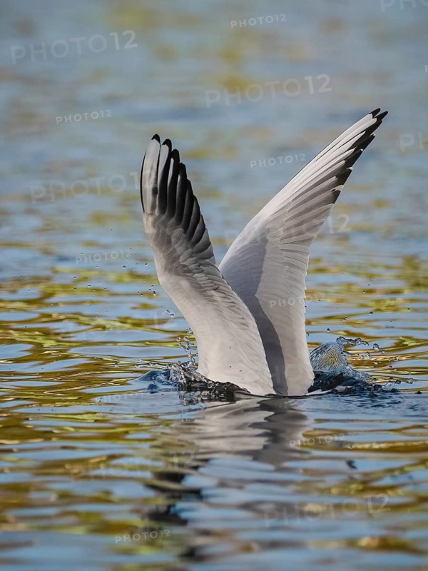 A black-headed gull dives into water, Ümminger See, Bochum, Ruhrpott, North Rhine-Westphalia, Germany