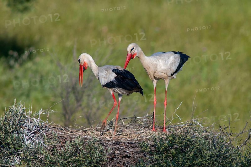 Ciconia ciconia, white stork, birds, ciconiiformes, extremadura, nest, walking birds, Spain, wading birds, stork, stork, stork, storks, birds