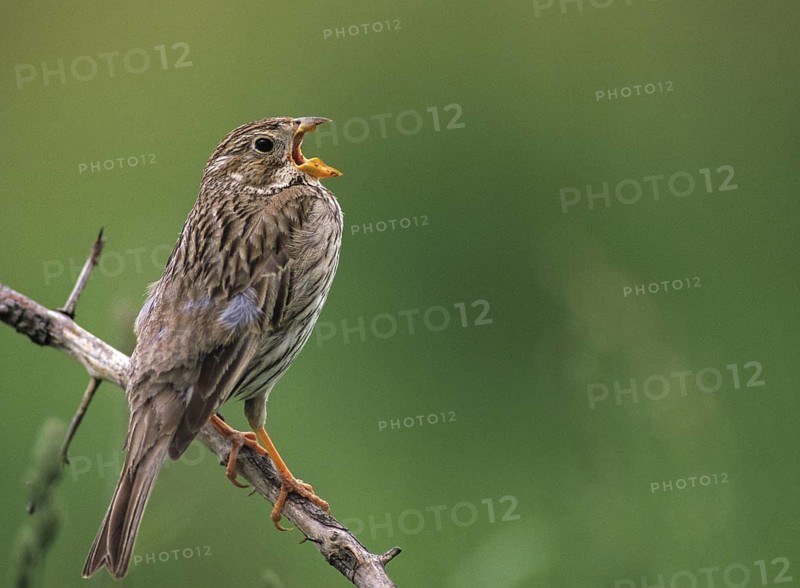 Corn Bunting, Emberiza Calandra, Grilled Bunting, Miliaria Calandra, Birds, Song, Leo, Male, Passeri, Singing, Songbirds, Birds