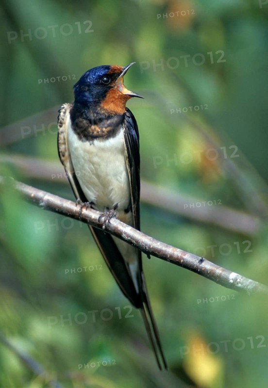 Hirundo rustica, house martin, swallow, birds, song, high size, portrait, male, passeri, swallows, singing, songbirds, songbirds, birds