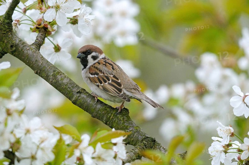Tree Sparrow, Passer Montanus, Sparrow, Birds, Spring, Garden, Meadow Orchard, Passeri, Songbirds, Sparrow, Sparrow, Sparrow, Sparrow, Sparrow, Sparrow, Spring, Orchard, Birds