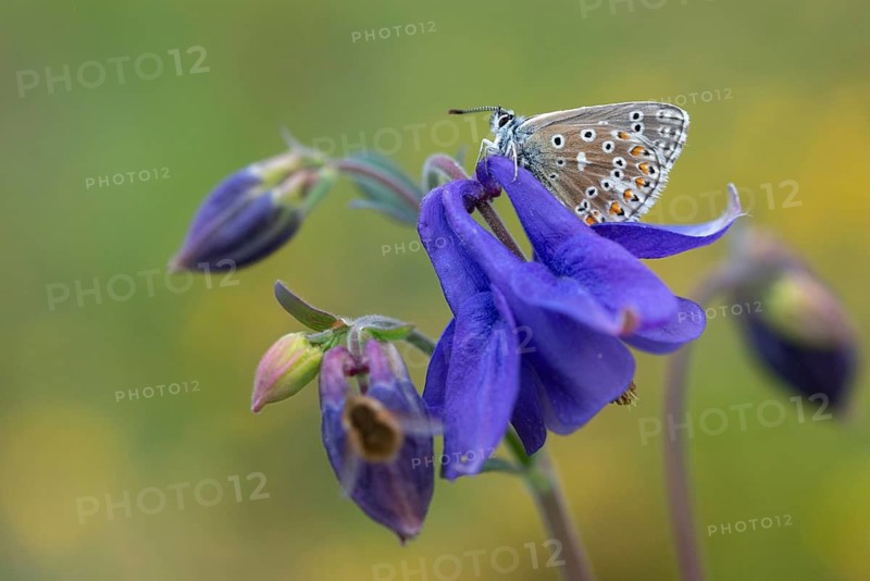 Adonis blue, sky blue blue, Lysandra bellargus, polyommatus bellargus, blue, butterfly, insects, butterfly, butterflies, butterflies