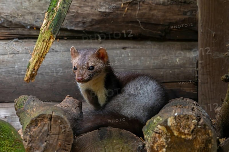 Beech marten, stone marten (Martes foina) resting on pile of firewood next to wooden barn, farm building, log cabin