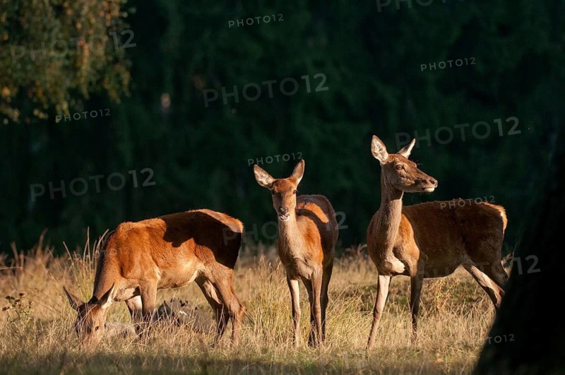 Artiodactyla, Cervus Elaphus, even-toed ungulate, cloven-hoofed, red deer, red deer, adult, deer, mammals, narrow-legged animals, mammals