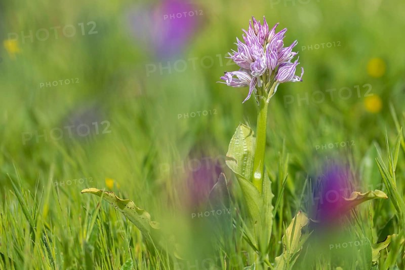 Granelli, Italian Orchid, Italian Orchid, Italy, Orchids, Orchis Italica, Pantani Cuba and Longarini, Migratory Bird Sanctuary, Pantani Cuba & Longarini Migratory Bird Sanctuary, Flora, Italy, Naked Man Orchid, Plants, Sicily, Foundation for Biodiversity