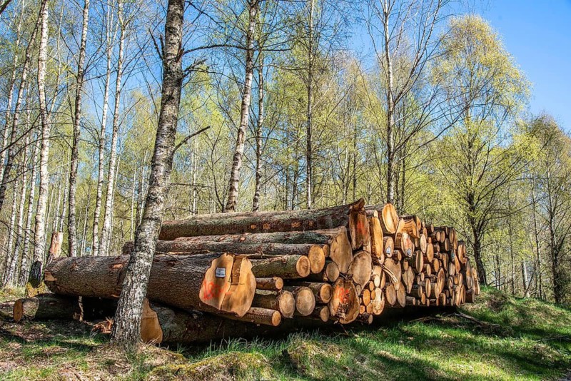 Logs in spring birch forest in Snogeholm, Sjöbo municipality, Skåne county, Sweden, Scandinavia