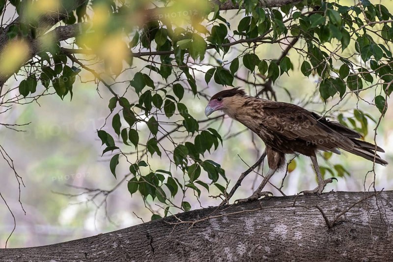 Crested caracara (Caracara plancus), Curacao