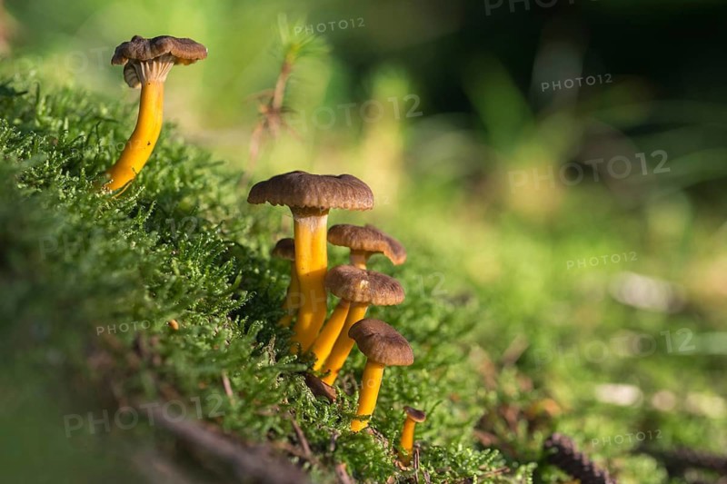 Cantharellus infundibuliformis, craterellus tubaeformis, pierced larch, funnel chanterelle, yellow-stemmed trumpet chanterelle, autumn chanterelle, trumpet chanterelle, yellowfoot, fungi, mushrooms, winter mushroom
