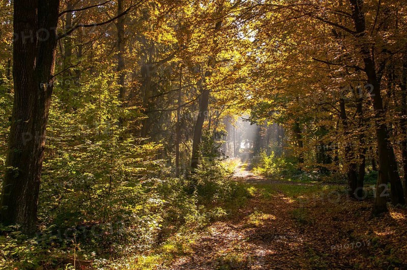 Beech plants, fagaceae, fagus sylvatica, Germany, Greiz, European beech, Thuringia, old wood, autumn, tree, beech, beech forest, trees, common beech, European beech, flora, autumn, landscape, plants, tree, Vogtland, forest, wood