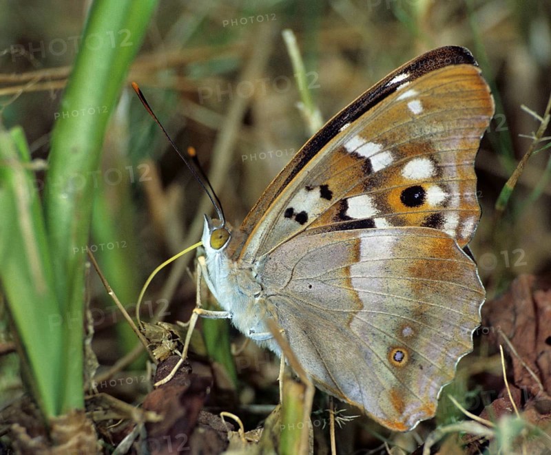 Apatura ilia, small iridescent butterfly, lesser purple emperor, butterfly, insects, leo, butterfly, butterflies