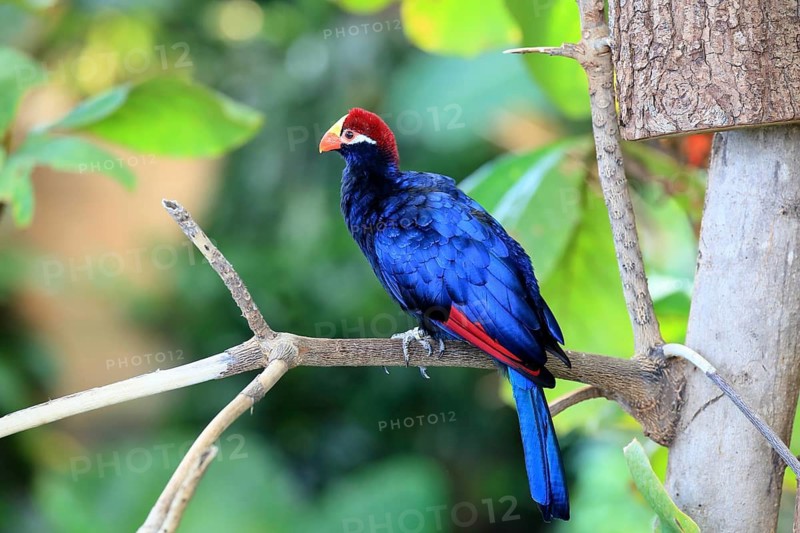 Blue bird with a red beak perched on a twig against a natural green background, Shield Turaco (Musophaga violacea), adult, on a tree, alert, in captivity, South Africa