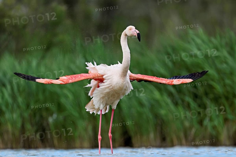 Pink flamingo (Phoenicopterus roseus), preening its feathers, Camargue Regional Nature Park, southern France