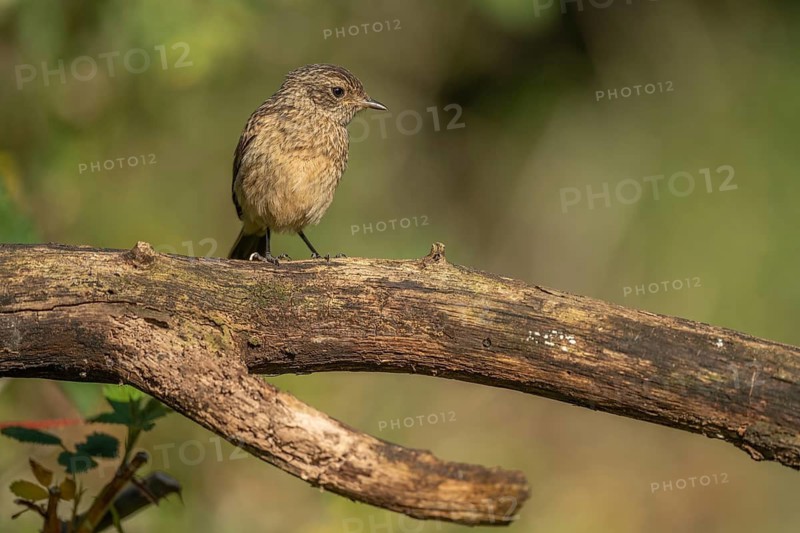 A young stonechat (Saxicola rubicola), European stonechat. The sun is shining and there is grass all around. The bird looks around. Bas-Rhin, Alsace, France