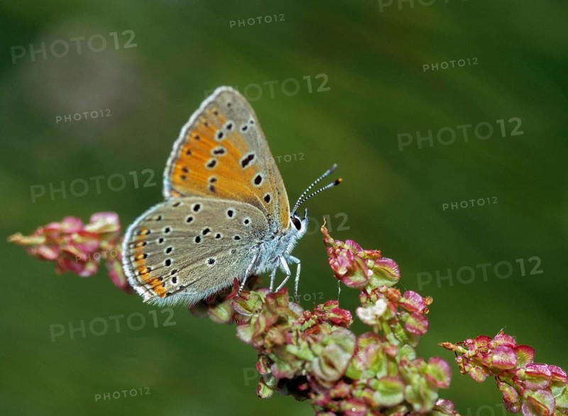 Purple gold butterfly, lycaena hippothoe, purple-edged copper, butterfly, insects, butterfly, butterflies