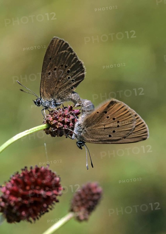 Ant blue, dark meadowbutton ant blue, dusky large blue, glaucopsyche nausithous, maculinea nausithous, phengaris nausithous, black blue meadowbutton ant blue, meadowbutton ant blue, butterfly, couple, ffh, high size, portrait format, insects, copula, leo, mate mating, butterfly, butterfly
