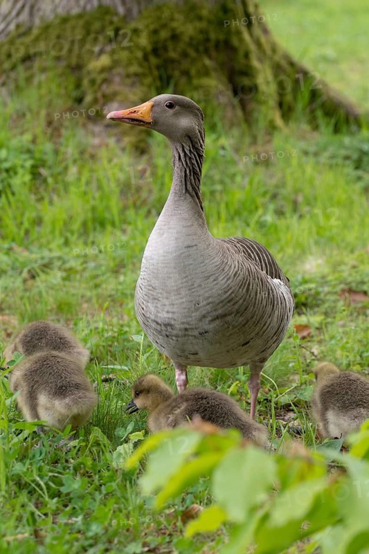 Anser Anser, Dunenjunge, Elsteral, Germany, gray goose, Greiz, Greizer Park, Grelag Goose, chicks, Thuringia, Anatidae, birds, duckbirds, goose, geese, high size, portrait format, pullus, Vogtland, birds, waterbirds, waterbirds, waterbirds