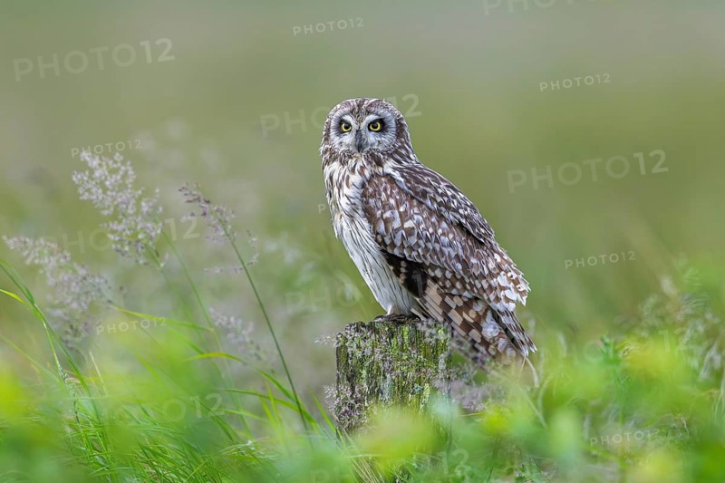 Short-eared owl (Asio flammeus) adult perched on old wooden fence post along field in late spring, early summer