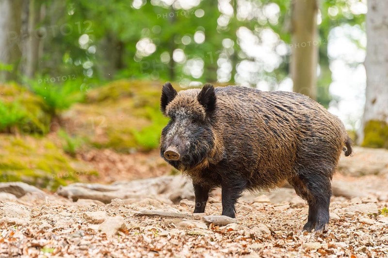 Wild boar (Sus scrofa) standing in a forest, Bavaria, Germany