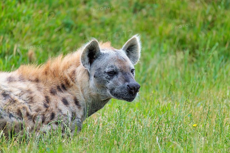 A fully grown male spotted hyena (Crocuta crocuta) lying in a green meadow, observing something. Ethiopia, Kenya, Tanzania, Botswana, Namibia, South Africa