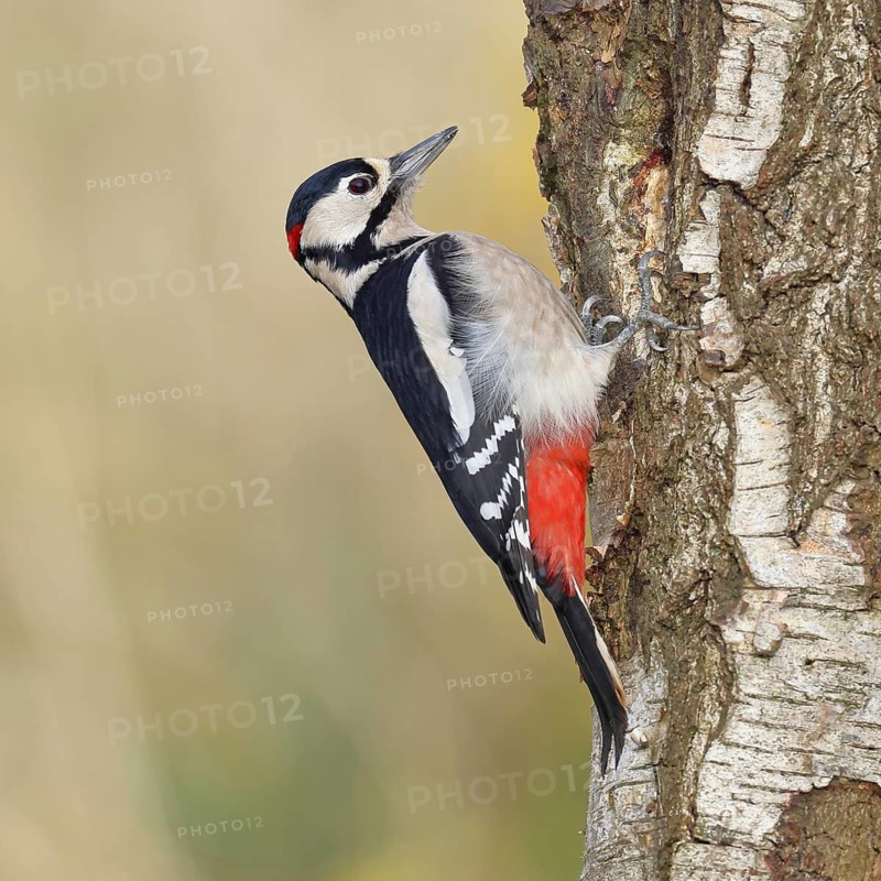 Great Spotted Woodpecker (Dendrocopus major), male, foraging on the trunk of a silver birch (Betula pendula), wildlife, woodpeckers, nature photography, autumn, Wilnsdorf, North Rhine-Westphalia, Germany