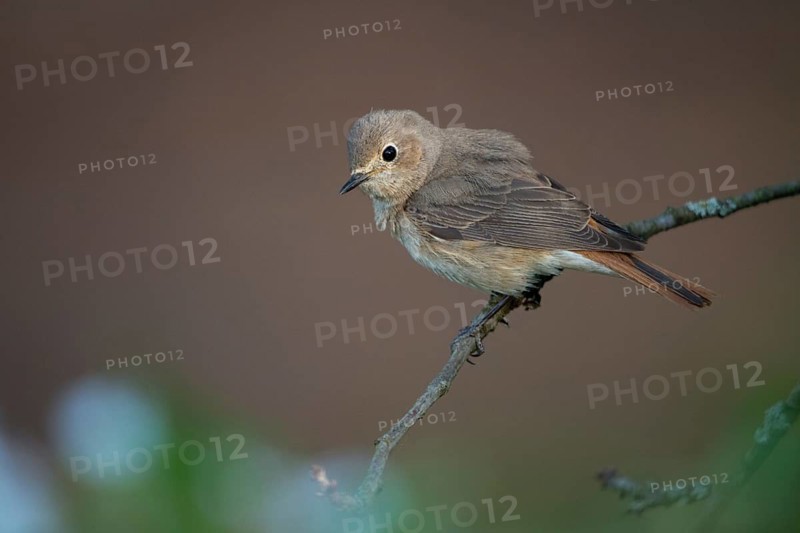 Garden redtail, Phoenicurus phoenicurus, redstart, birds, female, garden birds, passeri, songbirds, birds, female