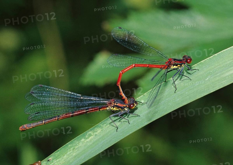 Adonis dragonfly, early Adonis dragonfly, large red damselfly, Pyrrhosoma nymphula, couple, damselflies, dragonflies, female, insects, leo, dragonflies, male, odonata, mating chain, female, zygoptera