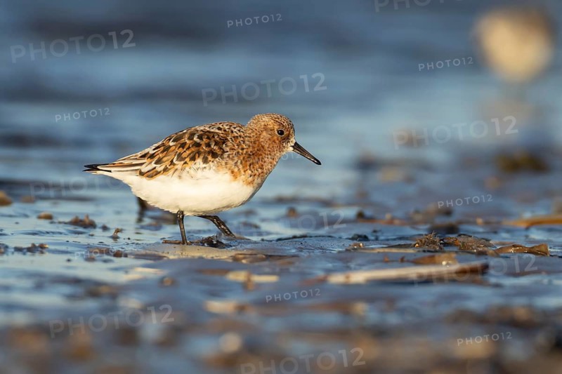 Sanderling (Calidris alba) adult wading bird in summer plumage on a beach, Norfolk, England, United Kingdom
