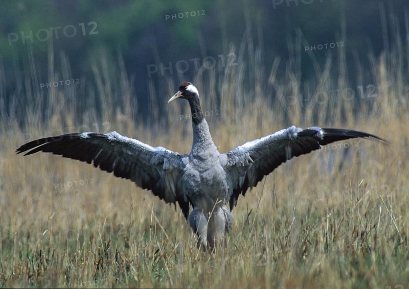 Crane, grus grus, crane, courtship, courtship display, grebe, gruidae, gruiformes, crane birds, leo, waitbirds, birds